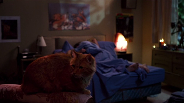 Say It Isn't So - long-haired tabby cat Ringo sitting in foreground of bedroom