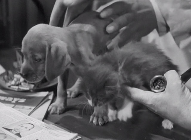 Scared Stiff - gray and white kitten and puppy sitting on desk