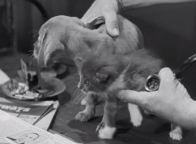 Scared Stiff - gray and white kitten and puppy still sitting on desk