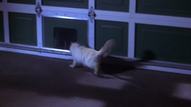 Scary Movie - cat running to pet door in garage