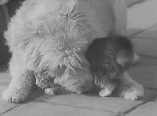 School Children Help the Blind - tabby kitten being nuzzled by trained guide dog