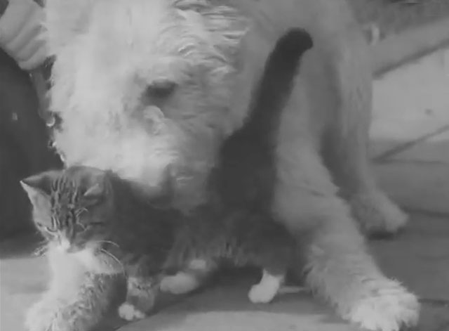 School Children Help the Blind - tabby kitten being nuzzled by trained guide dog