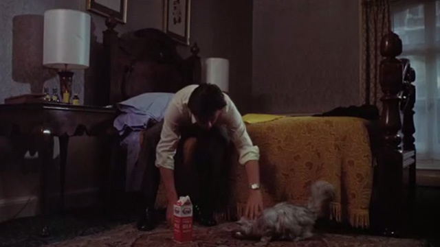 Scorpio - Laurier Alain Delon feeding silver long-haired cat
