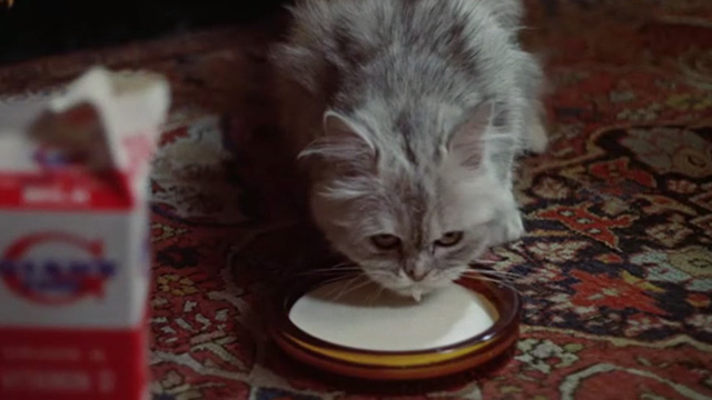 Scorpio - silver long-haired cat drinking milk from bowl