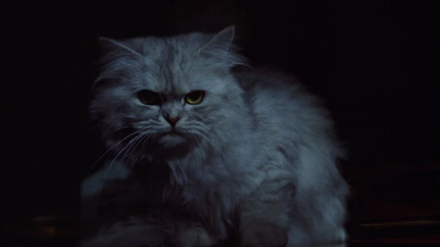 Scorpio - silver long-haired cat