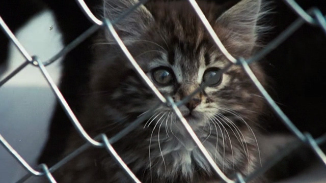 Scorpio - tabby kitten in cage