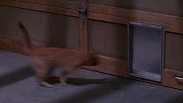 Scream - orange tabby cat running to pet door
