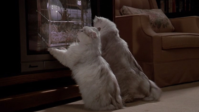 Scrooged - two white Angora cats looking at television