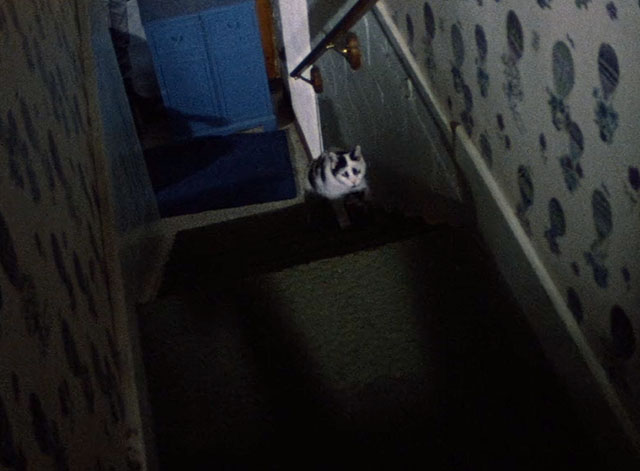 Season of the Witch - white and black cat climbing stairs