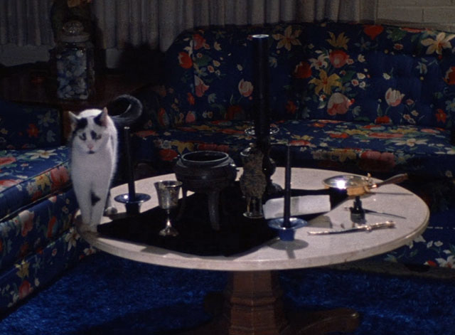 Season of the Witch - white and black cat on table next to witchcraft gear
