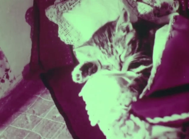 Saturnin, le poète - tabby kitten sleeping in bed