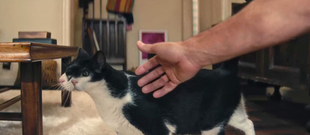 The Secret Agent - two faced tuxedo Janus cat Liza Elis