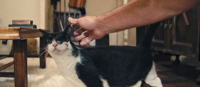 The Secret Agent - two faced tuxedo Janus cat Liza Elis