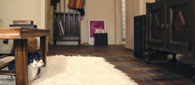 The Secret Agent - two faced tuxedo Janus cat Liza Elis under table