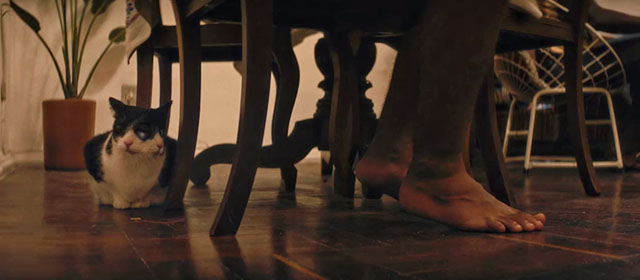 The Secret Agent - two faced tuxedo Janus cat Liza Elis under table