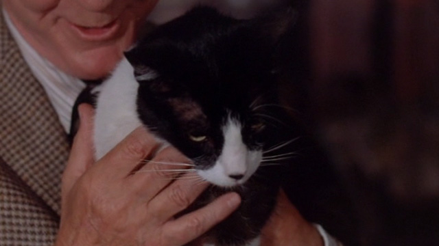 The Sentinel - close up of tuxedo cat Jezebel