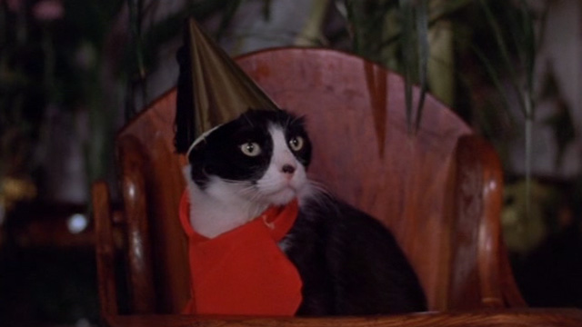 The Sentinel - tuxedo cat Jezebel wearing birthday hat