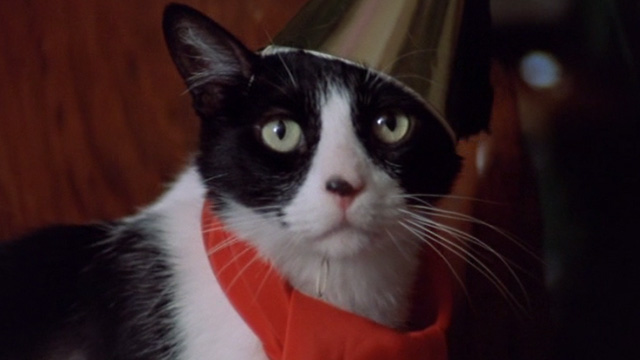 The Sentinel - tuxedo cat Jezebel wearing birthday hat close up