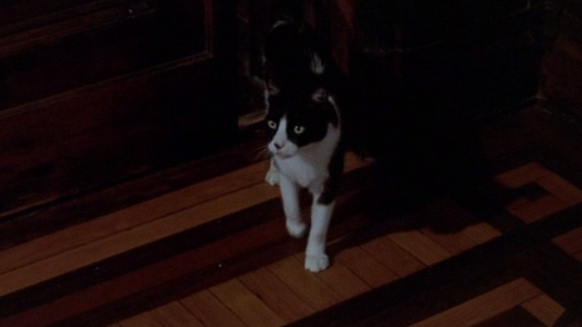 The Sentinel - tuxedo cat Jezebel enters room