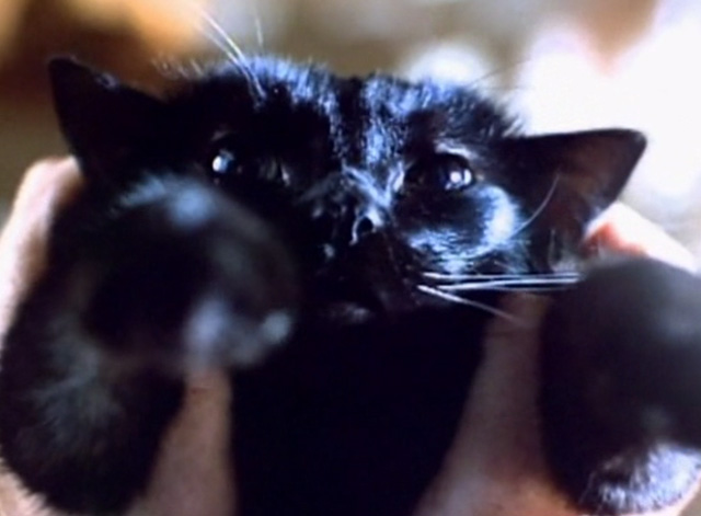 Serpent's Lair - close up of black cat