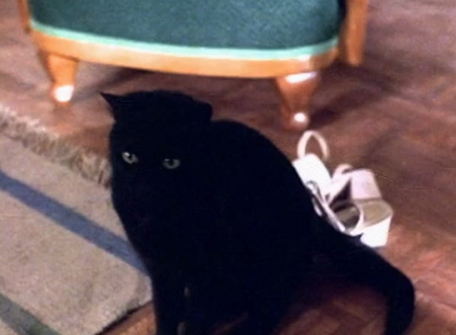 Serpent's Lair - black cat pooping in woman's shoe