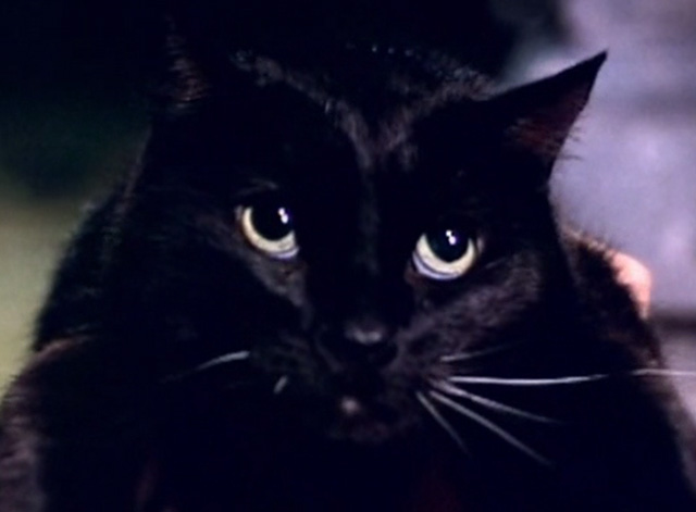 Serpent's Lair - close up of black cat's face