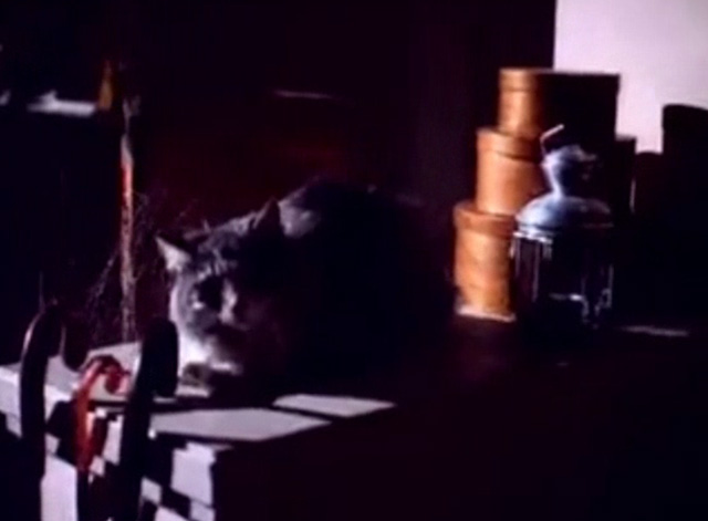 Serpent's Lair - Maine Coon cat sitting on table