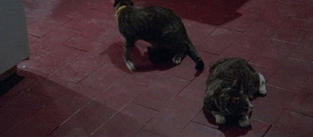 Seven Blood-Stained Orchids - Sette orchidee macchiate di rosso - two brown and white tabbies on kitchen floor