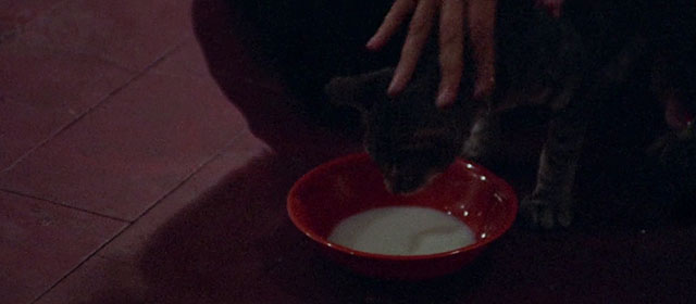 Seven Blood-Stained Orchids - Sette orchidee macchiate di rosso - gray tabby cat face over bowl of milk