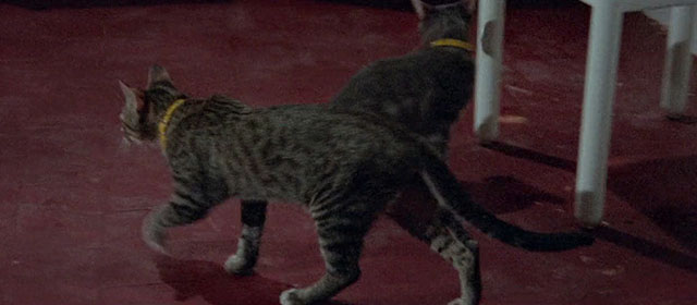 Seven Blood-Stained Orchids - Sette orchidee macchiate di rosso - two brown and white tabby cats