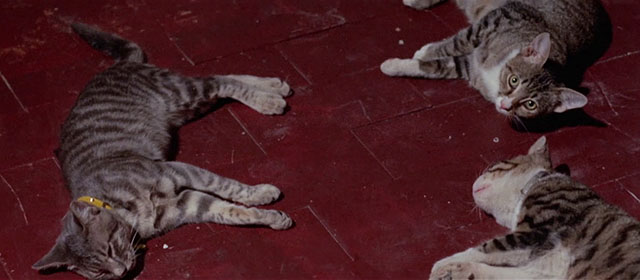 Seven Blood-Stained Orchids - Sette orchidee macchiate di rosso - gray tabby cat and two brown and white tabbies laying on floor