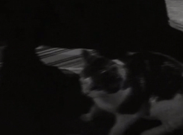 Seven Days to Noon - multi-colored cat on hallway floor