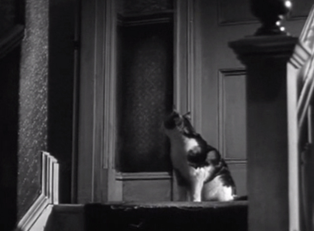 Seven Days to Noon - multicolored cat looking back at open door at top of landing