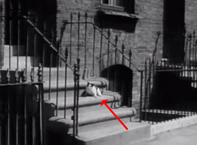 Seven Days to Noon - multicolored cat lying on stairs outside apartment block