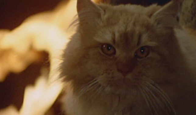 Seven Dead in the Cat's Eye cat