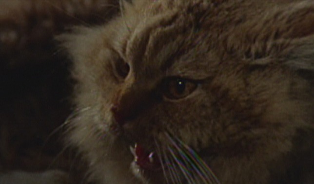 Seven Dead in the Cat's Eye cat hiss