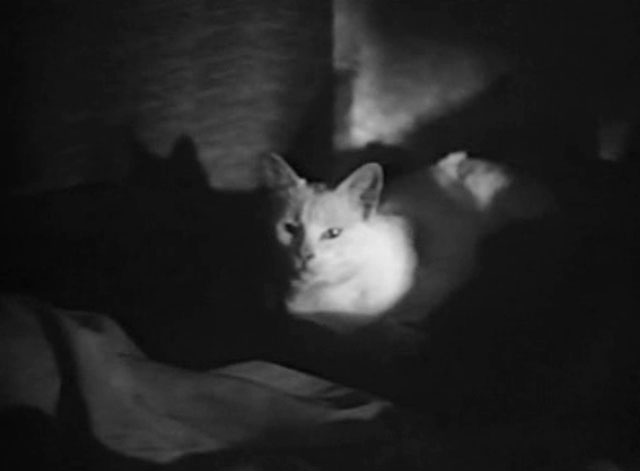 Les sept péchés capitaux - The Seven Deadly Sins - white cat Saha lying on bed in dark