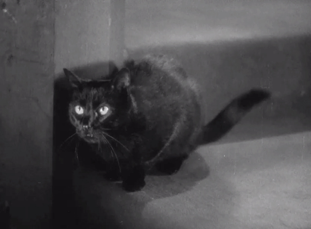 Seven Keys to Baldpate - black cat on stair landing