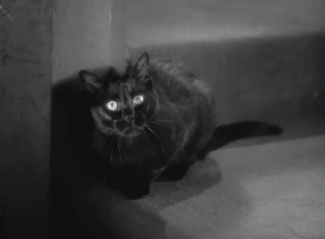 Seven Keys to Baldpate - black cat on stair landing
