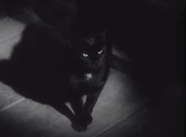 Seven Keys to Baldpate - black cat with white patch on breast