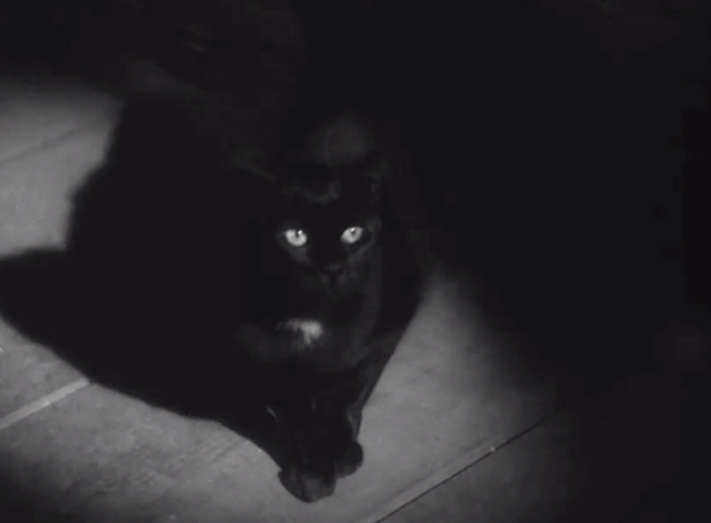 Seven Keys to Baldpate - black cat with white patch on breast looking startled