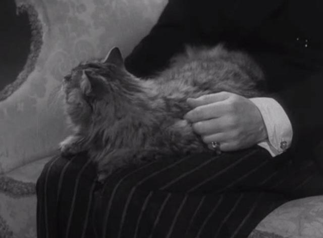 The Seventh Veil - Maine Coon cat on lap