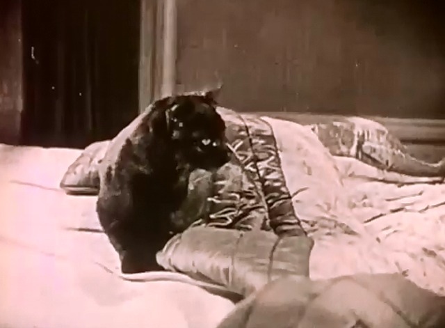 Seven Years Bad Luck - black cat spots flies