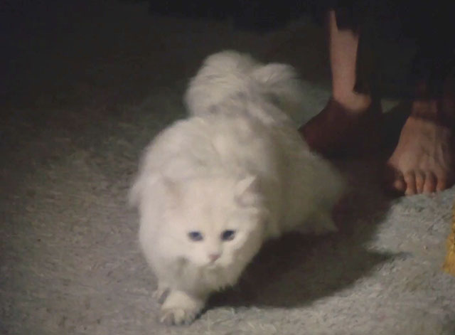 The Sex Thief - longhair white cat running away