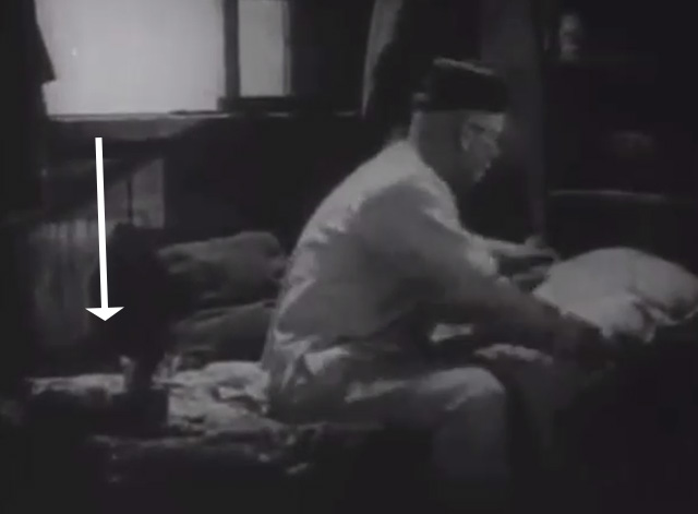 Shadows - Yen Sing Lon Chaney on bed with Bengal tabby cat