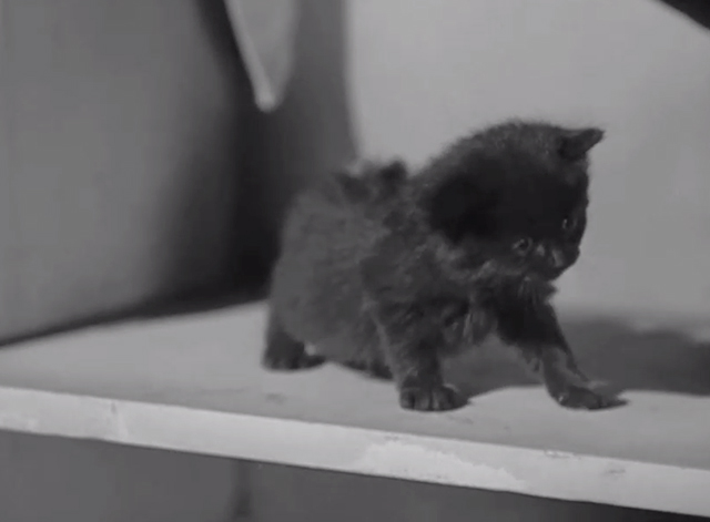 Shadow of the Thin Man - tiny black kitten in locker room scaring Asta