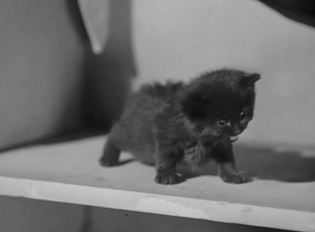 Shadow of the Thin Man - tiny black kitten in locker room scaring Asta