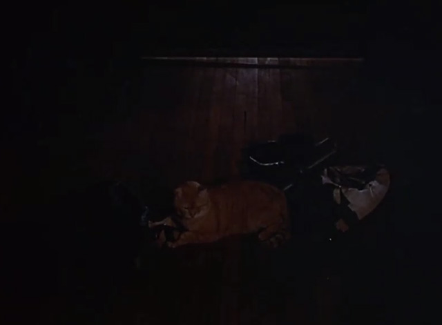 Shamus - Cat Morris on floor beneath pool table