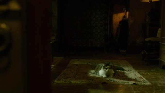The Shape of Water - long haired gray and white cat Pandora sitting on floor