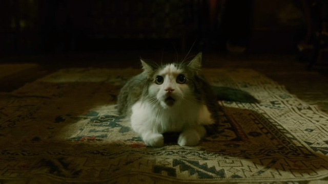 The Shape of Water - long haired gray and white cat Pandora sitting on floor
